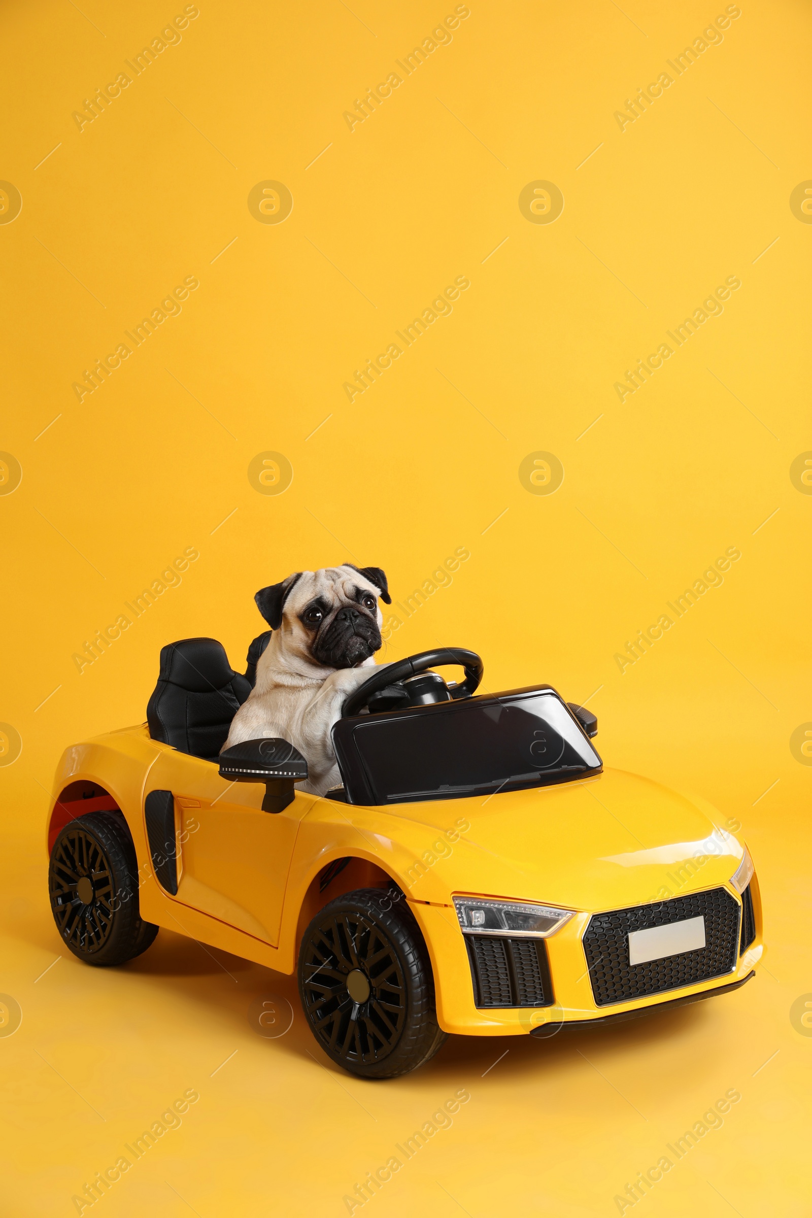 Photo of Adorable pug dog in toy car on yellow background