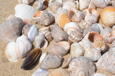Photo of Many beautiful sea shells on sand, closeup