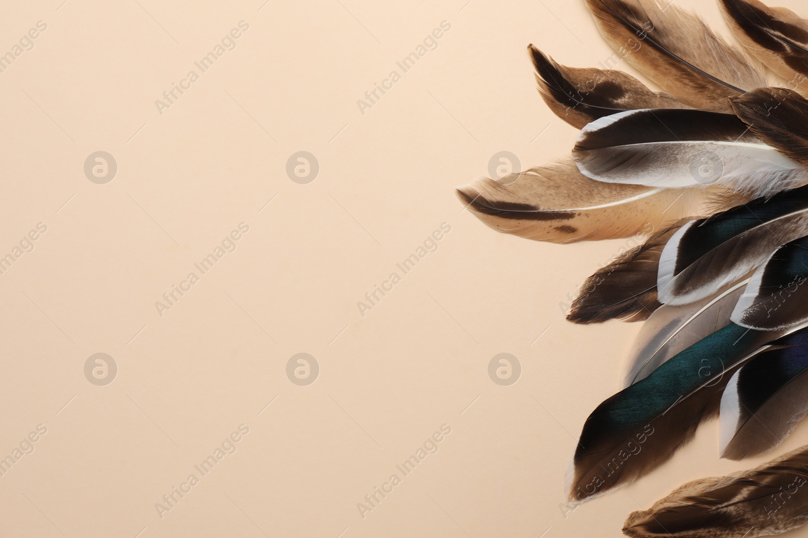 Photo of Many different bird feathers on beige background, flat lay. Space for text