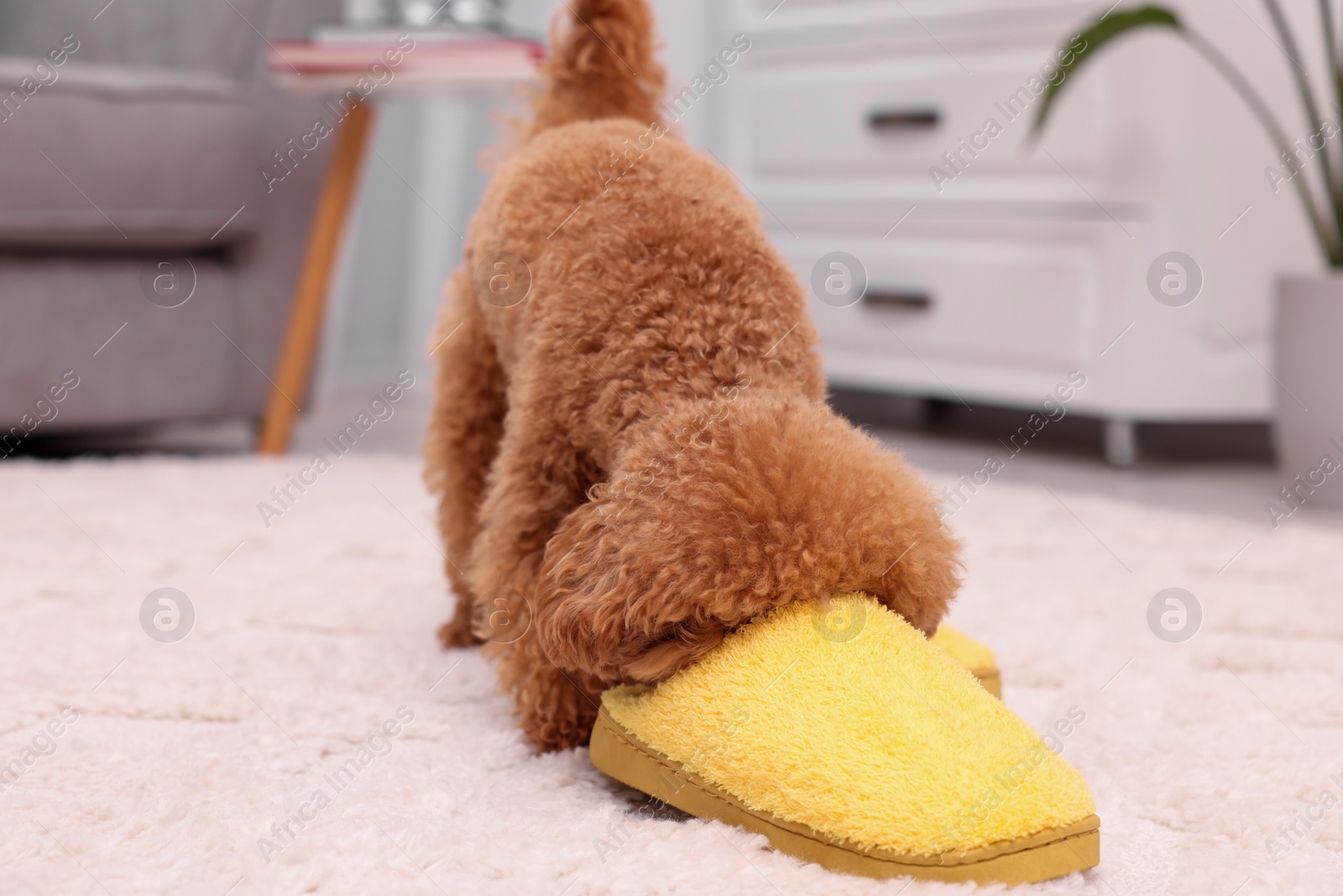 Photo of Cute Maltipoo dog near yellow slipper at home. Lovely pet