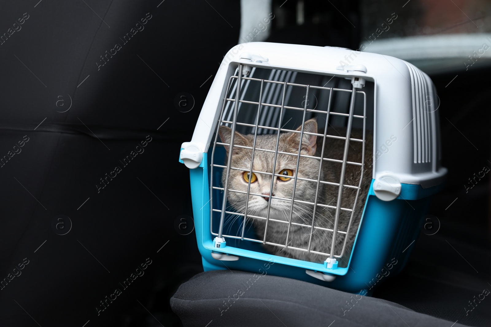 Photo of Travel with pet. Cute cat in carrier inside car