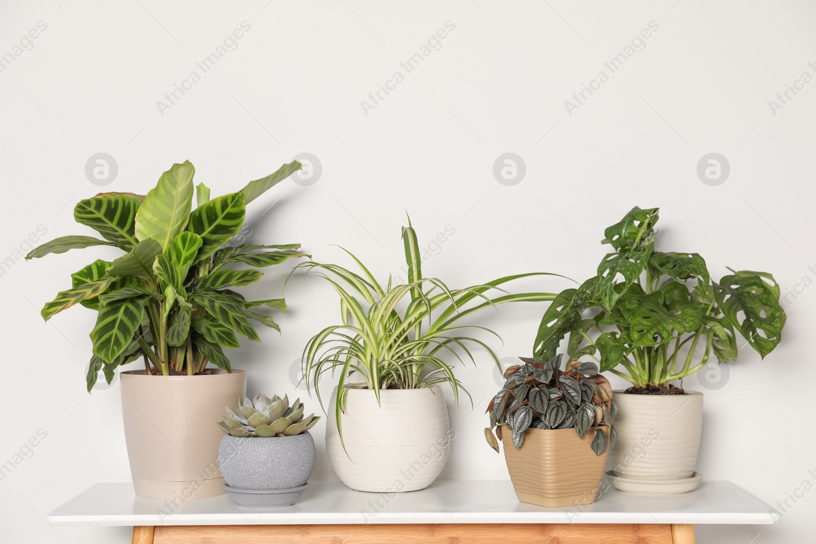 Photo of Beautiful houseplants on table near light wall
