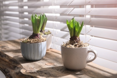 Potted hyacinth plants on wooden table near window