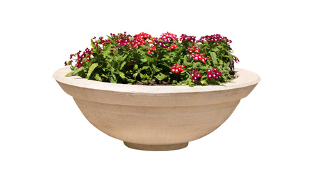 Image of Beautiful flowers in stone plant pot on white background 
