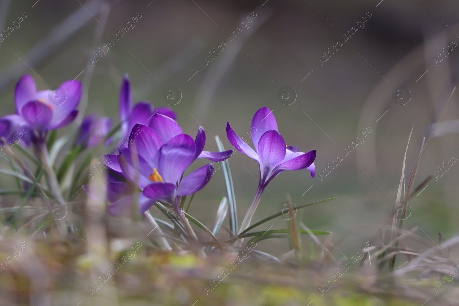 Photo of Fresh purple crocus flowers growing on blurred background