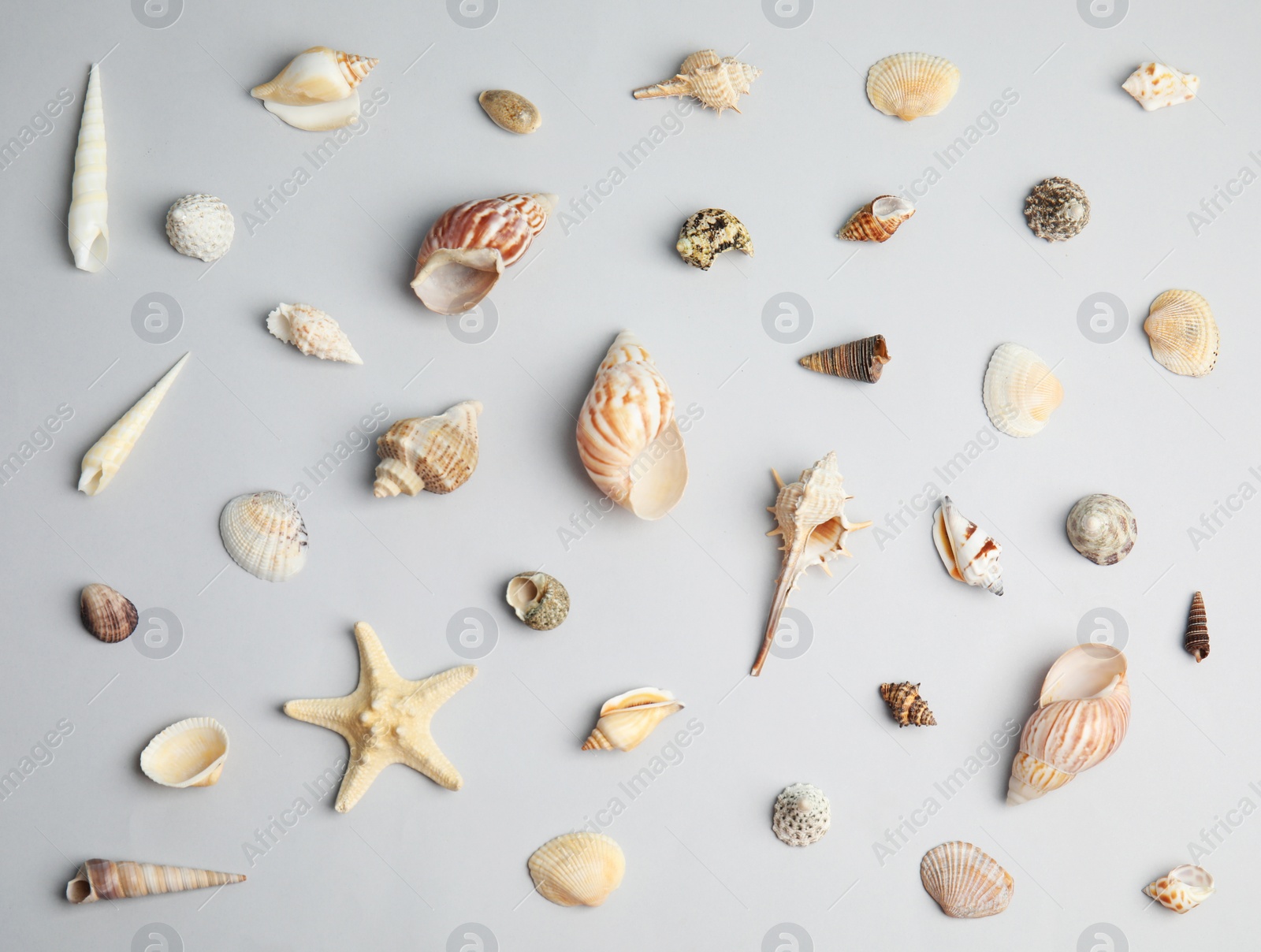 Photo of Different beautiful sea shells on light grey background, flat lay