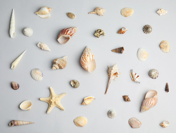 Different beautiful sea shells on light grey background, flat lay