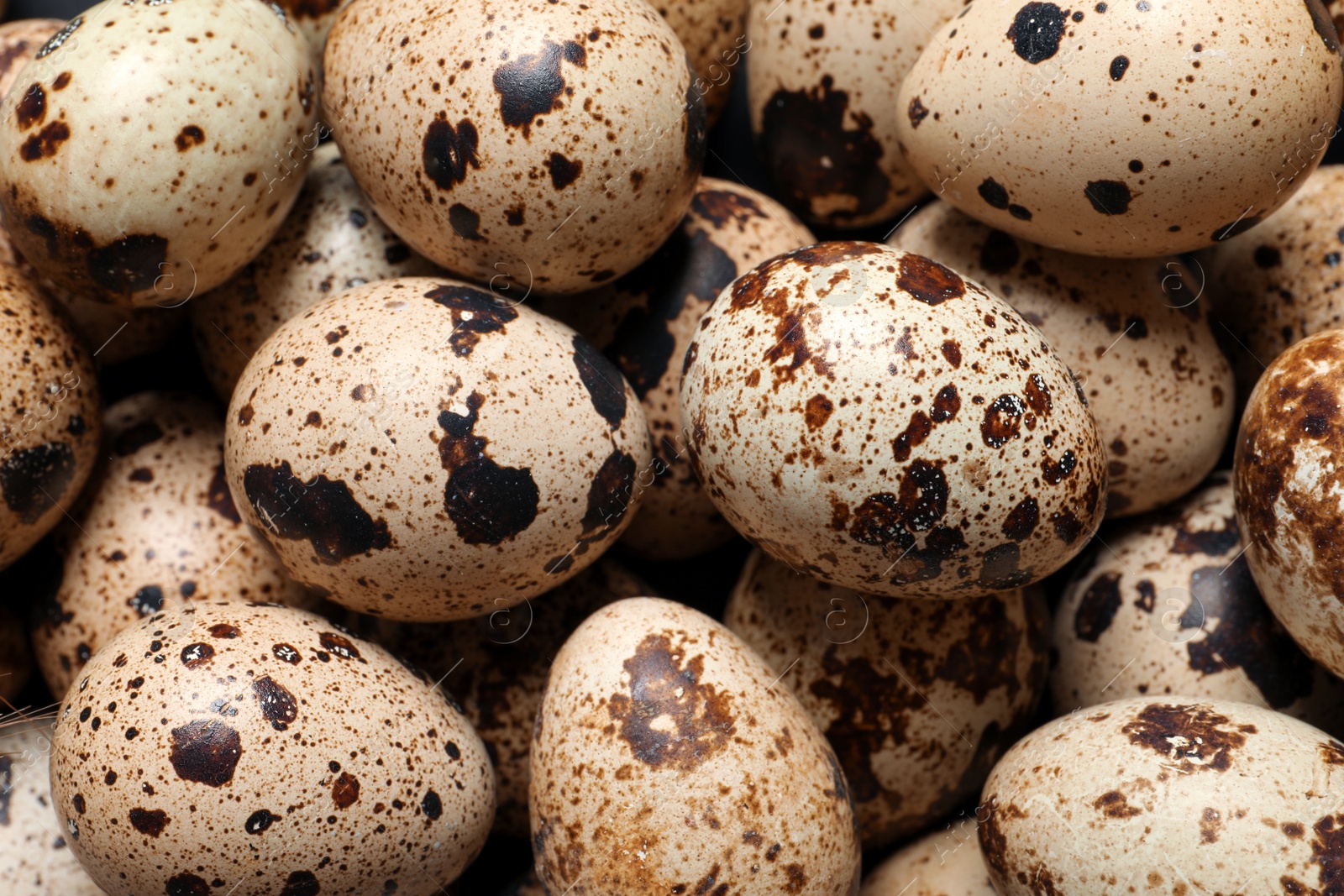 Photo of Many fresh quail eggs as background, closeup