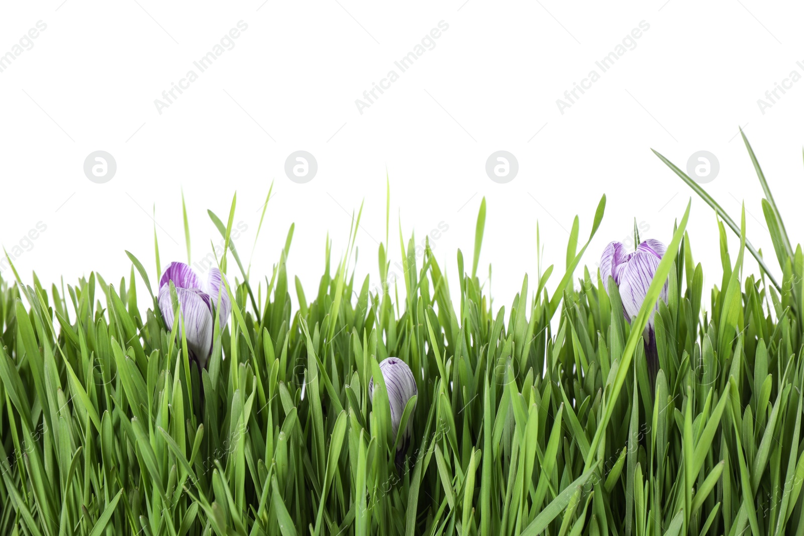 Photo of Fresh green grass and crocus flowers on white background. Spring season