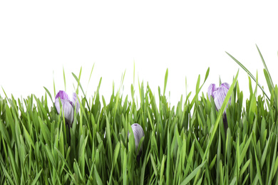 Photo of Fresh green grass and crocus flowers on white background. Spring season