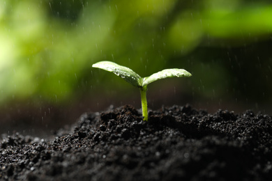 Photo of Young seedling in fertile soil under rain