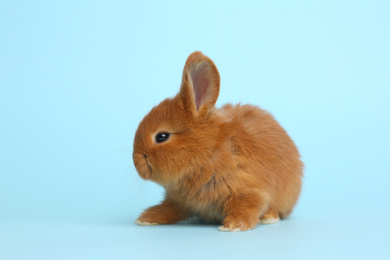 Photo of Adorable fluffy bunny on light blue background. Easter symbol