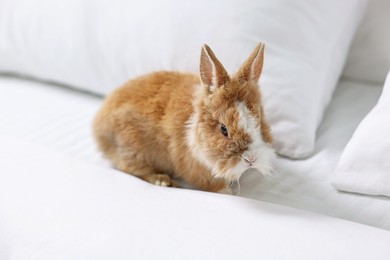 Photo of Cute fluffy pet rabbit on comfortable bed