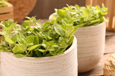 Photo of Aromatic oregano growing in pots on table, closeup