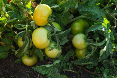 Photo of Beautiful green tomato plant growing in garden, above view