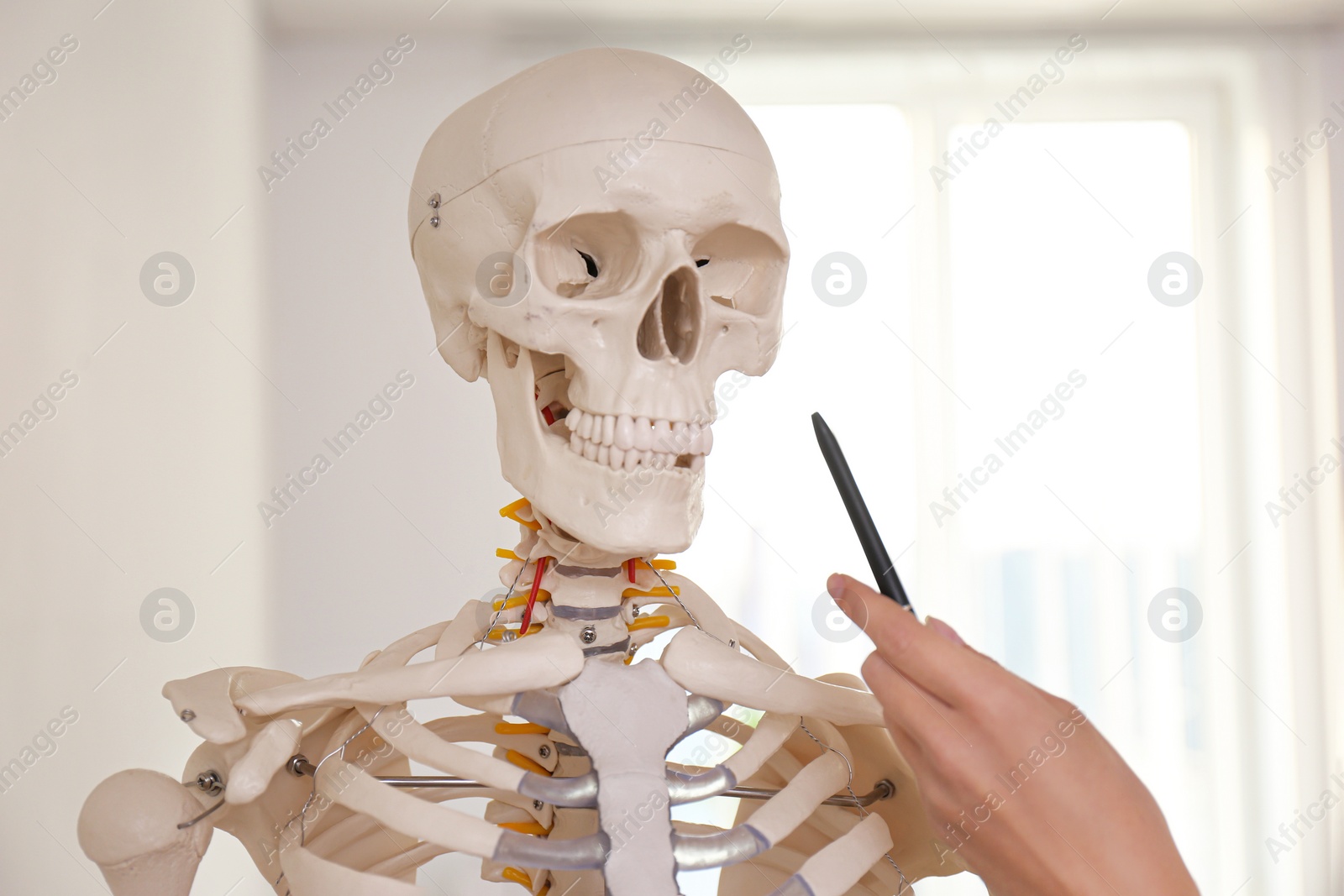 Photo of Orthopedist pointing on human skeleton model in clinic, closeup