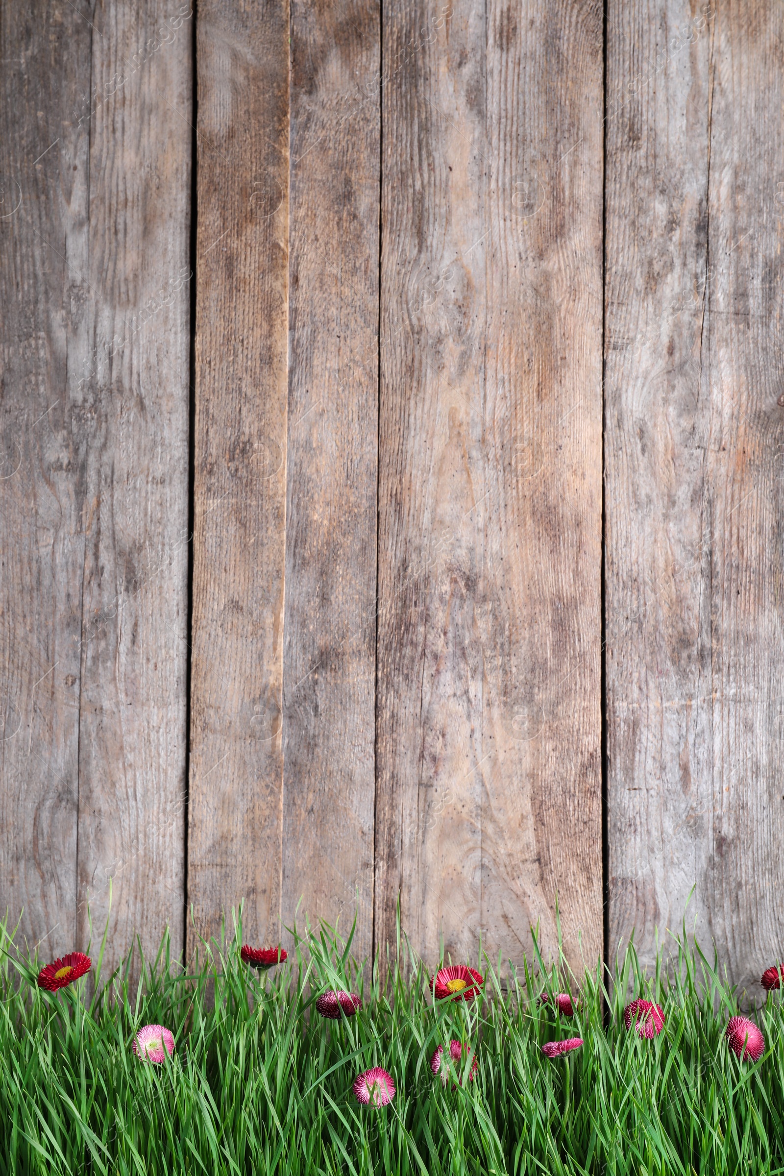 Photo of Vibrant green grass with beautiful flowers against wooden background, space for text