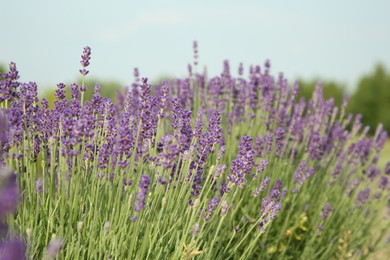 Photo of View of beautiful blooming lavender growing in field