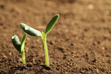 Little green seedlings growing in soil, closeup view. Space for text