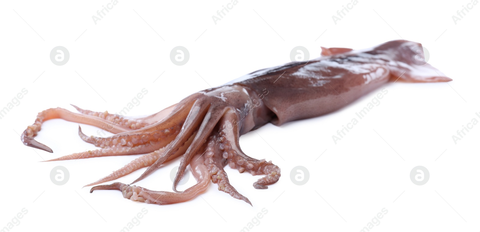 Photo of Raw squid isolated on white. Fresh seafood