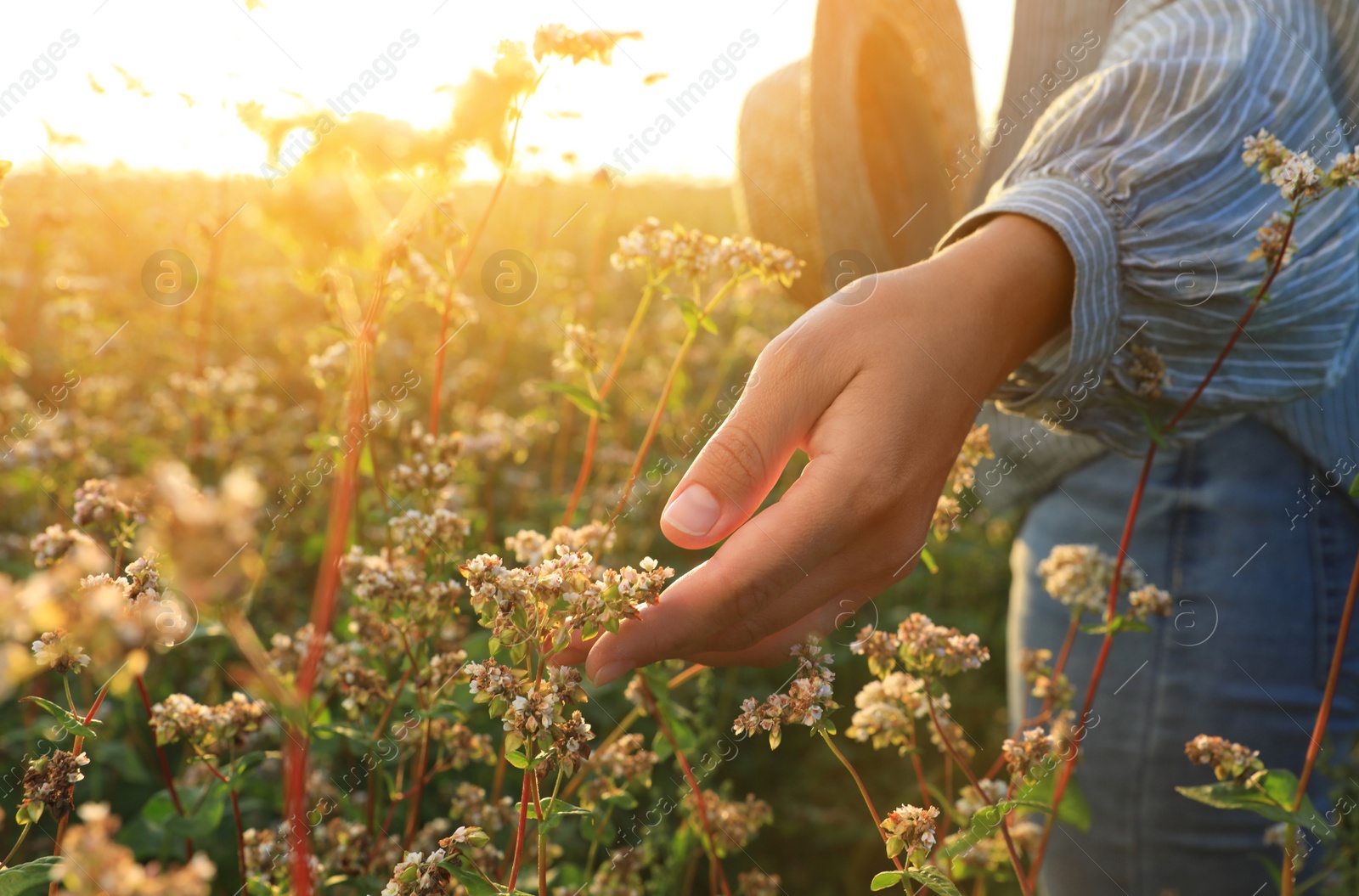 Photo of Woman in beautiful blossoming buckwheat field, closeup