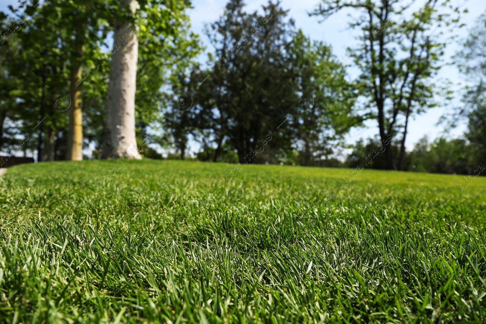 Photo of Green lawn with fresh grass in park