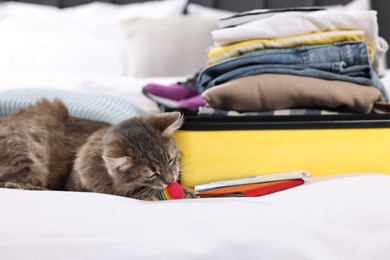 Photo of Travel with pet. Cat, ball, passport, tickets, clothes and suitcase on bed indoors