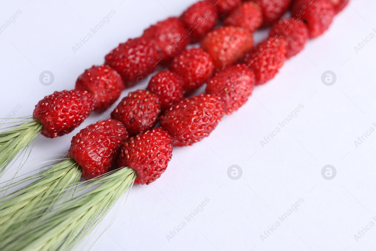 Photo of Grass stems with wild strawberries on white background, closeup