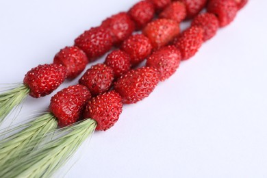 Grass stems with wild strawberries on white background, closeup