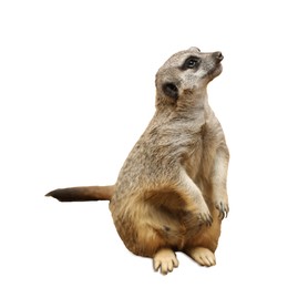 Cute meerkat on white background. Exotic animal