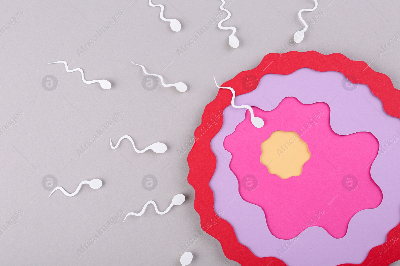 Photo of Fertilization concept. Sperm cells swimming towards egg cell on gray background, top view