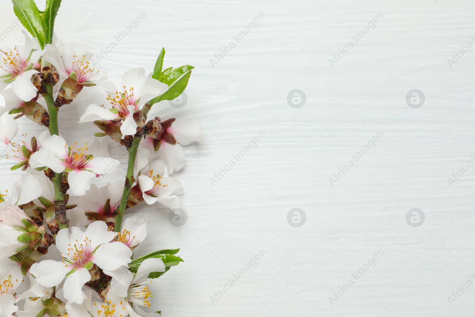 Photo of Blossoming spring tree branches as border on white wooden background, flat lay. Space for text