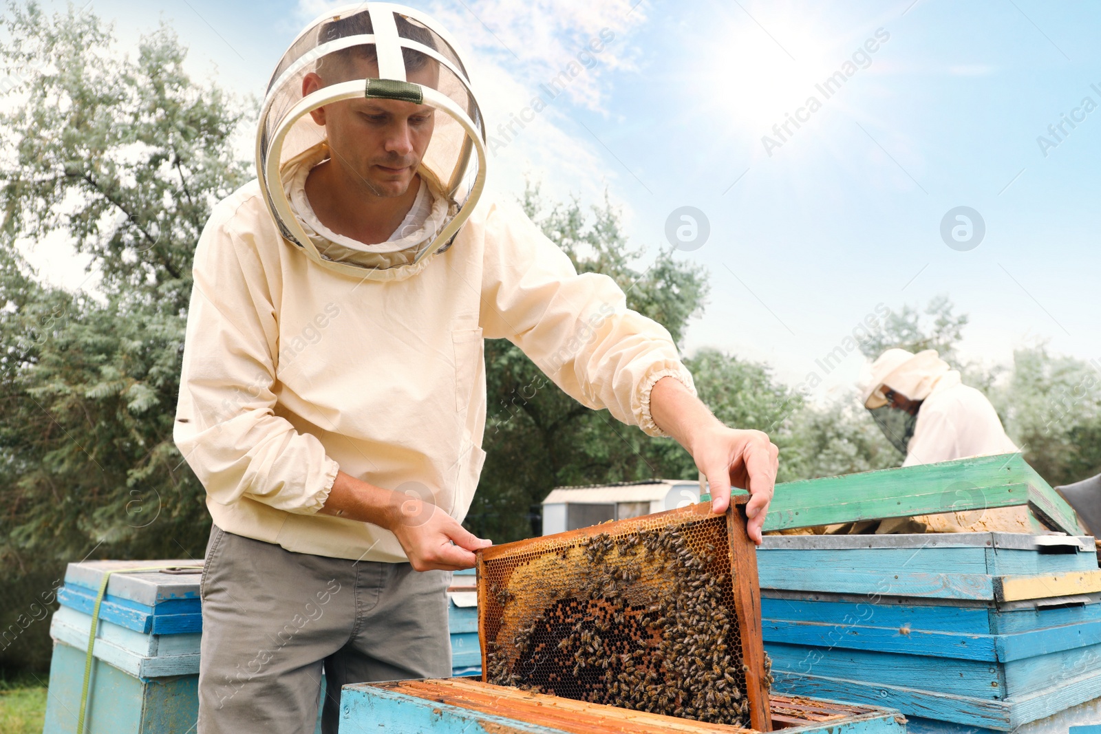 Photo of Beekeeper in uniform taking frame from hive at apiary. Harvesting honey