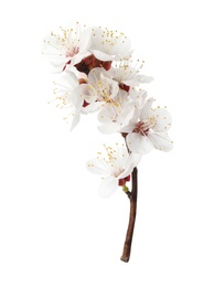 Branch with beautiful fresh spring flowers on white background