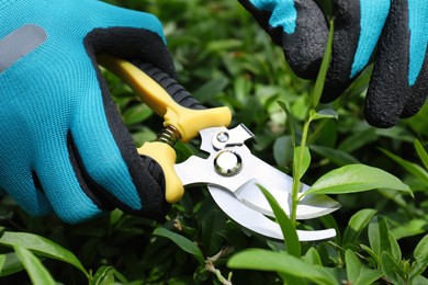 Worker cutting bush with pruner outdoors, closeup. Gardening tool