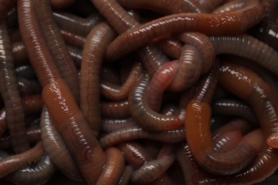 Many earthworms as background, top view. Terrestrial invertebrates
