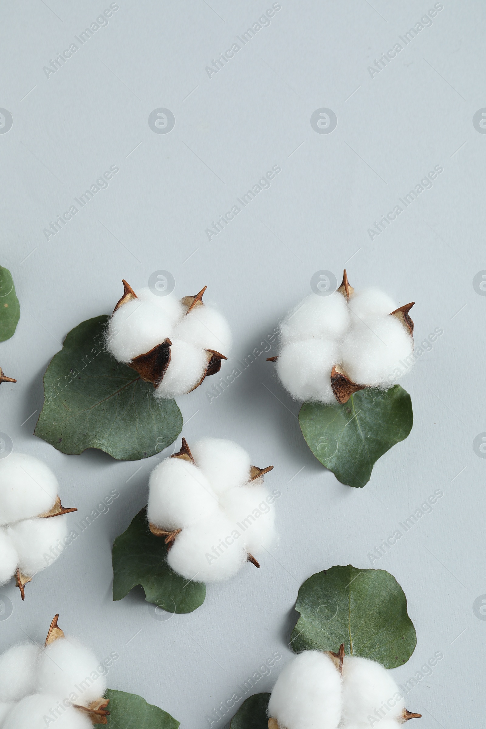 Photo of Cotton flowers and eucalyptus leaves on light grey background, flat lay. Space for text