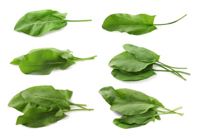 Set of fresh sorrel leaves on white background