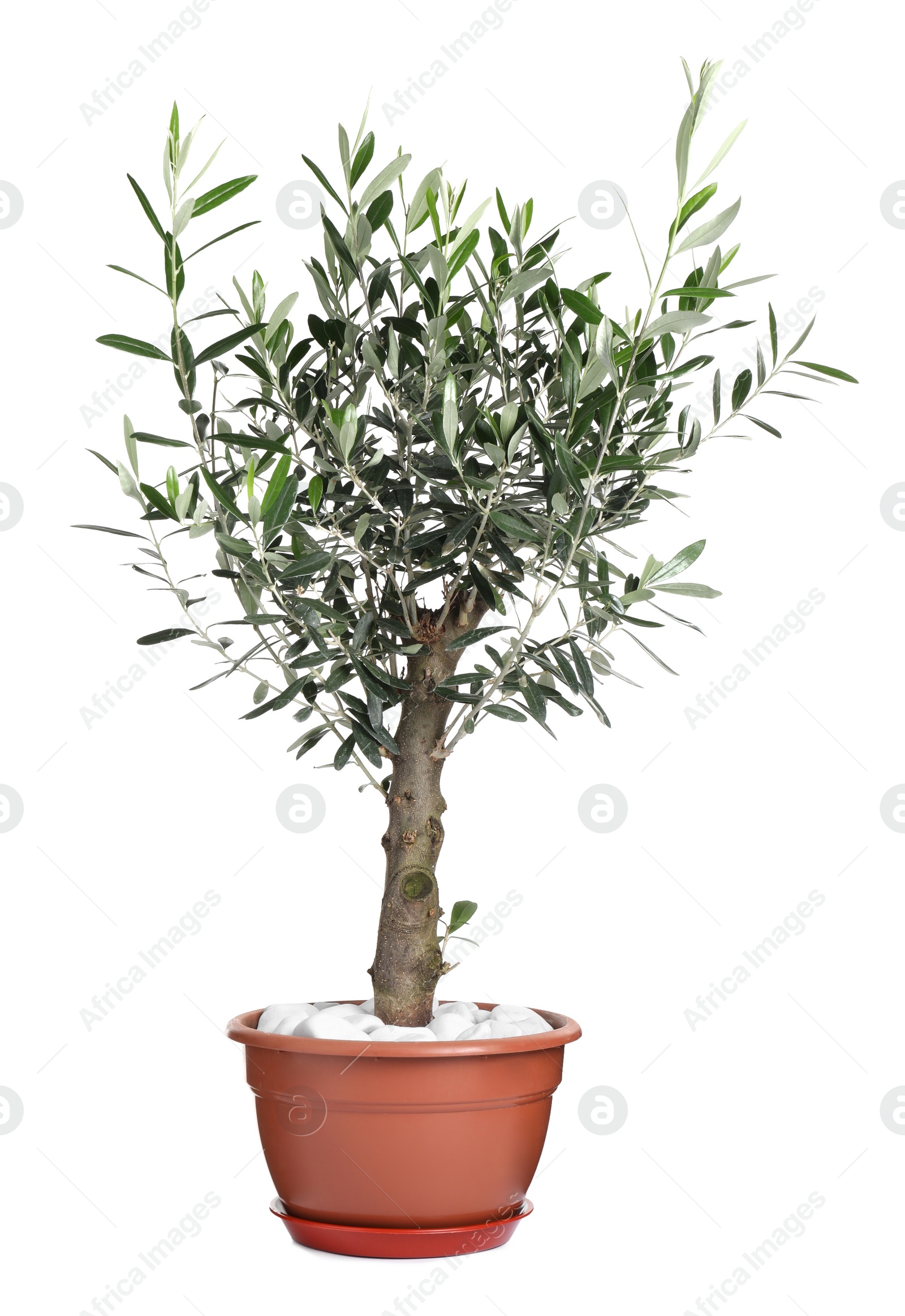 Photo of Beautiful young potted olive tree isolated on white