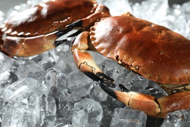 Photo of Delicious boiled crabs on ice cubes, closeup