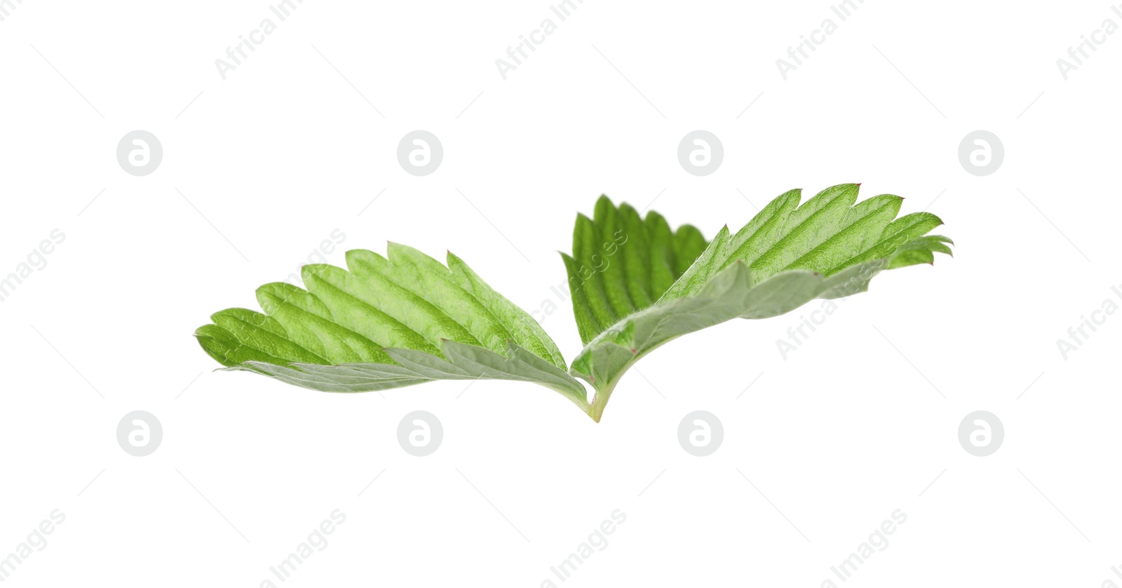 Photo of Green wild strawberry leaf isolated on white