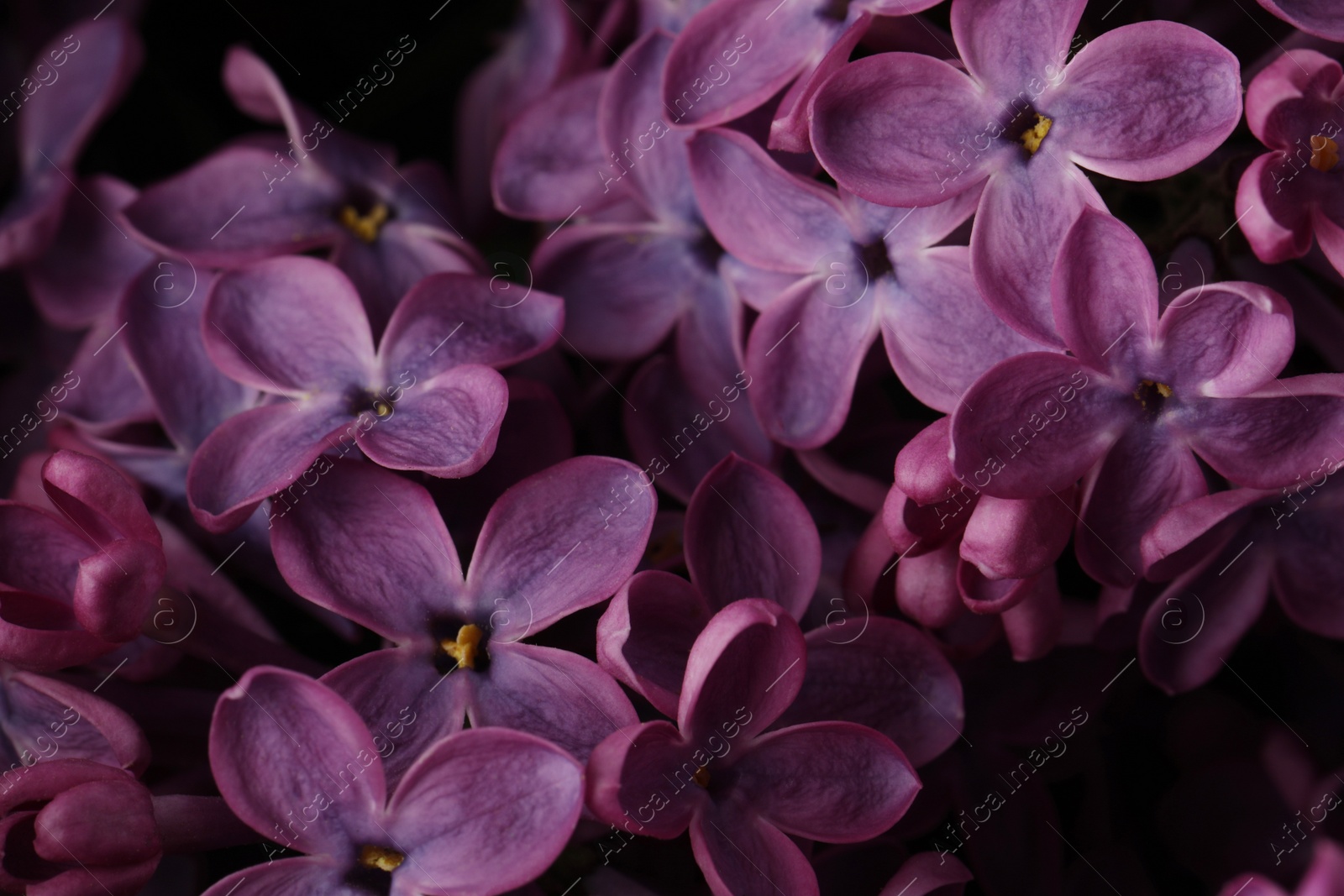 Photo of Closeup view of beautiful blossoming lilac as background