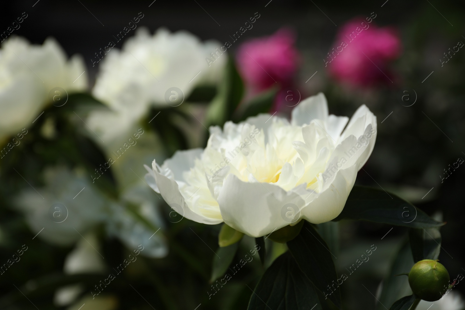 Photo of Closeup view of blooming white peony bush outdoors