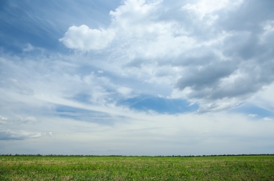 Beautiful meadow with green grass under cloudy sky