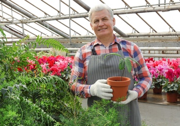 Mature man holding pot with seedling in greenhouse. Home gardening