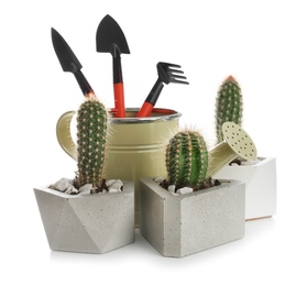 Photo of Beautiful tropical cactus plants in pots and gardening tools on white background. House decor