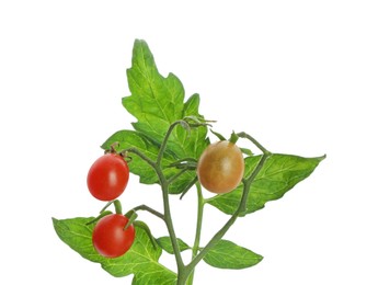 Photo of Stem with ripe cherry tomatoes and leaves isolated on white