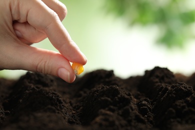 Woman putting corn seed into fertile soil against blurred background, closeup with space for text. Vegetable planting