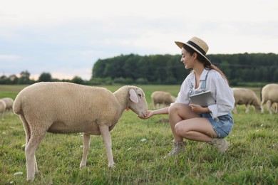 Smiling woman with tablet feeding sheep on pasture at farm