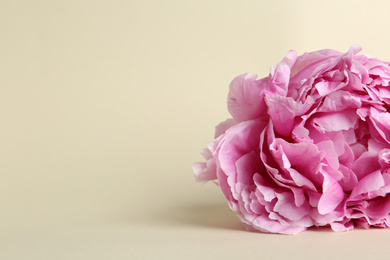 Beautiful pink peony flower on beige background, closeup. Space for text